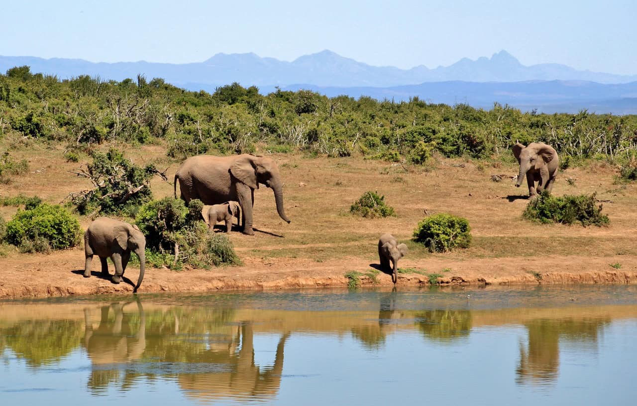 Kosten safari Zuid-Afrika Olifanten langs de weg