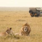Safari vanuit Kaapstad: Aquila, kosten en alternatieven