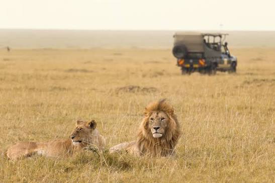 Safari kaapstad